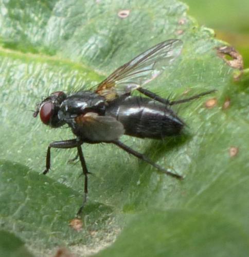 Réf. 238 733 : Paykullia maculata